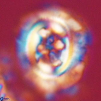 Cruciplacolithus frequens 21171