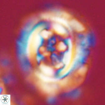 Cruciplacolithus frequens 21171