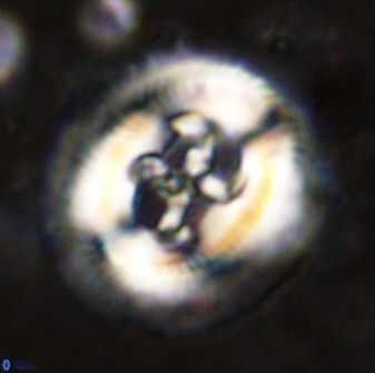 Cruciplacolithus frequens 49800