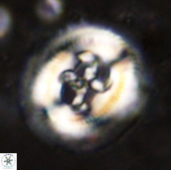 Cruciplacolithus frequens 49800
