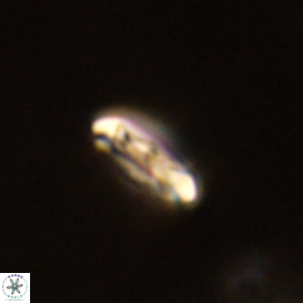 Cruciplacolithus intermedius VR 01344