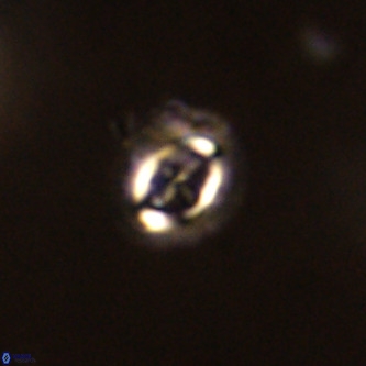 Cruciplacolithus intermedius VR 01359