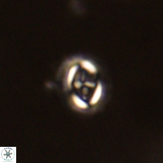 Cruciplacolithus intermedius VR 01351