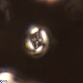 Cruciplacolithus intermedius VR 01372