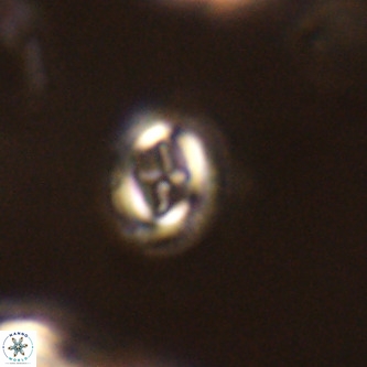 Cruciplacolithus intermedius VR 01372