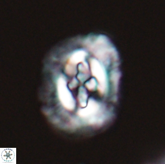 Cruciplacolithus intermedius 22836