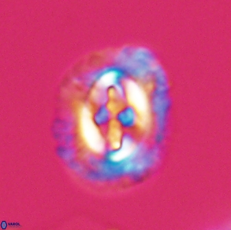 Cruciplacolithus intermedius 22837