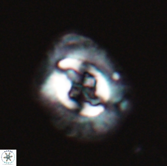 Cruciplacolithus intermedius 22838
