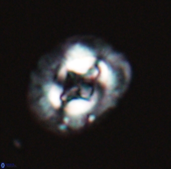 Cruciplacolithus intermedius 22841