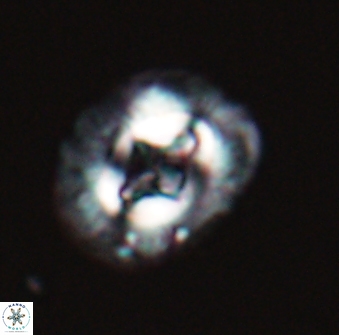 Cruciplacolithus intermedius 22841