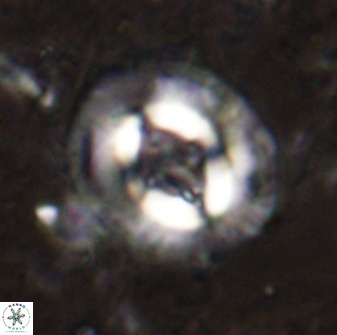 Cruciplacolithus intermedius 49954