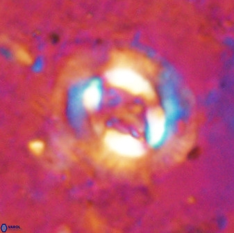 Cruciplacolithus intermedius 49955