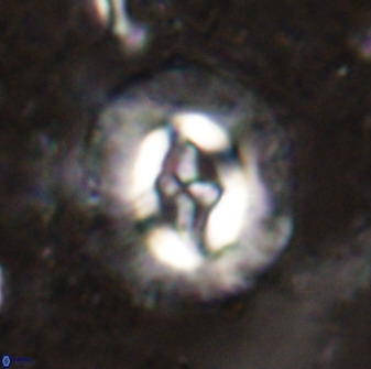 Cruciplacolithus intermedius 49952