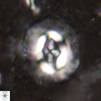 Cruciplacolithus intermedius 49952