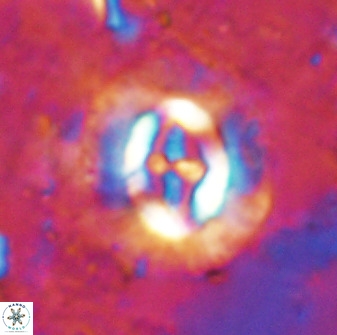 Cruciplacolithus intermedius 49953
