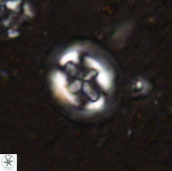 Cruciplacolithus intermedius 50966