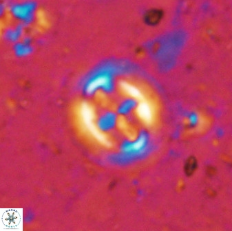 Cruciplacolithus intermedius 50967