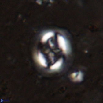 Cruciplacolithus intermedius 50969