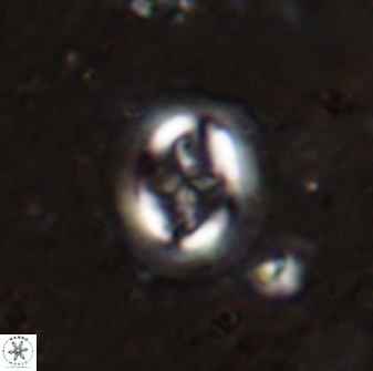 Cruciplacolithus intermedius 50969