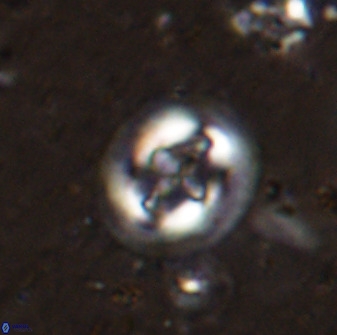 Cruciplacolithus intermedius 50970