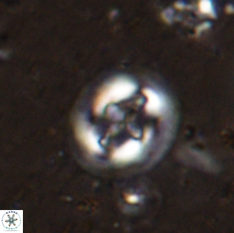 Cruciplacolithus intermedius 50970