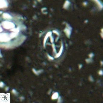 Cruciplacolithus kanungoi VR 16494