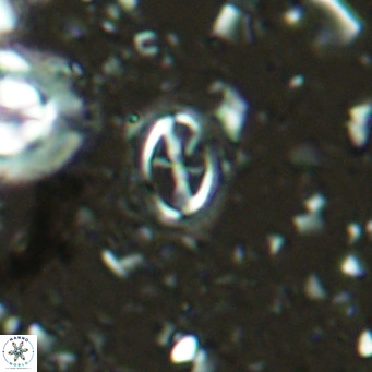 Cruciplacolithus kanungoi VR 16496