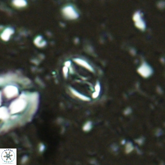 Cruciplacolithus kanungoi VR 16492