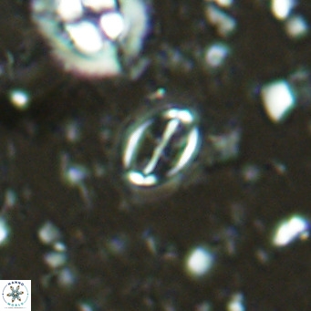 Cruciplacolithus kanungoi VR 16501