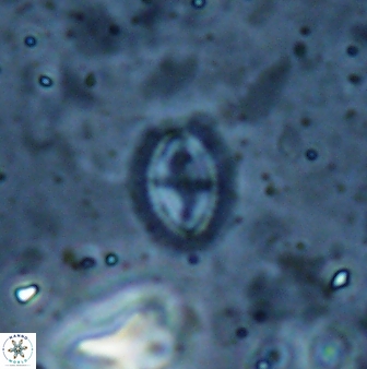 Cruciplacolithus kanungoi 26495
