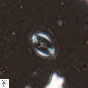 Cruciplacolithus kanungoi 26490
