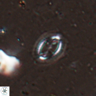 Cruciplacolithus kanungoi 26491