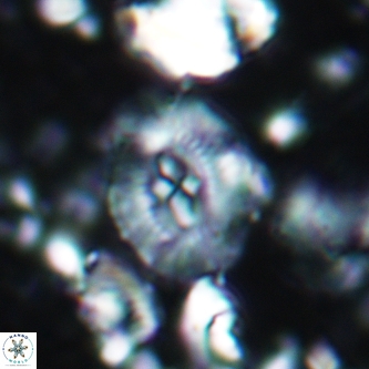 Cruciplacolithus klausii 1959