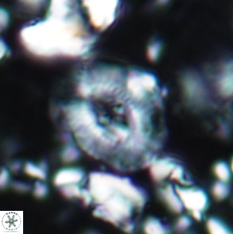 Cruciplacolithus klausii 1962
