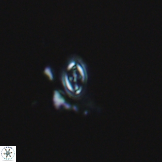 Cruciplacolithus lucidum 1914
