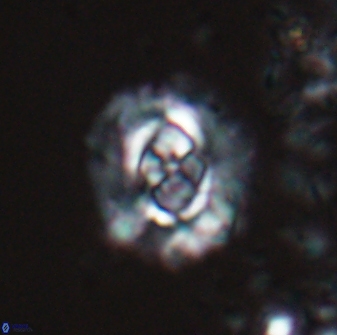 Cruciplacolithus latipons 23116