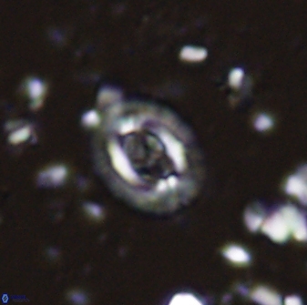 Cruciplacolithus latipons 42965