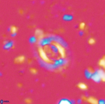 Cruciplacolithus latipons 42966