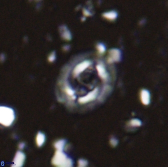 Cruciplacolithus latipons 42967