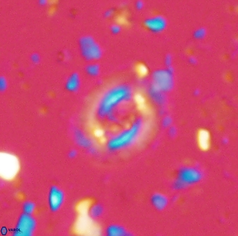 Cruciplacolithus latipons 42968