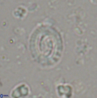 Cruciplacolithus latipons 42969