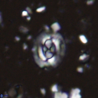 Cruciplacolithus latipons 42963