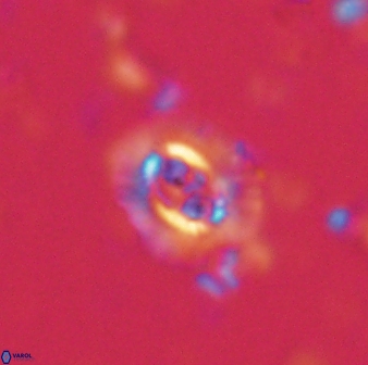 Cruciplacolithus latipons 59826