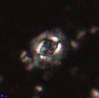 Cruciplacolithus latipons 59827