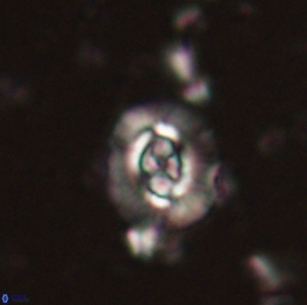 Cruciplacolithus latipons 59823