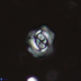 Cruciplacolithus latipons 69228