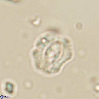 Cruciplacolithus latipons 69234