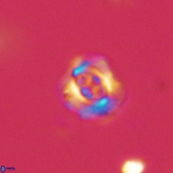 Cruciplacolithus latipons 69230