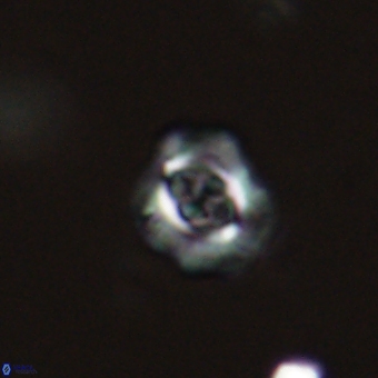 Cruciplacolithus latipons 69231