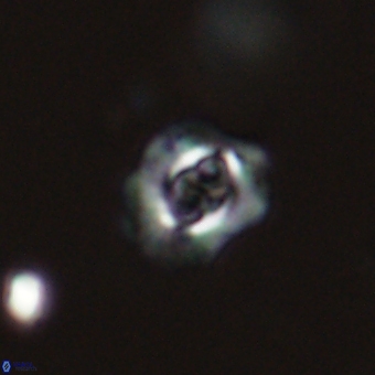 Cruciplacolithus latipons 69232